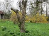 hIMG2101indexrosesupportedondeadtreesissinghurstplantgarnonswilliams