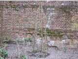 hIMG2134indexsweetpeaswithbranchsupportsystemsissinghurstplantgarnonswilliams