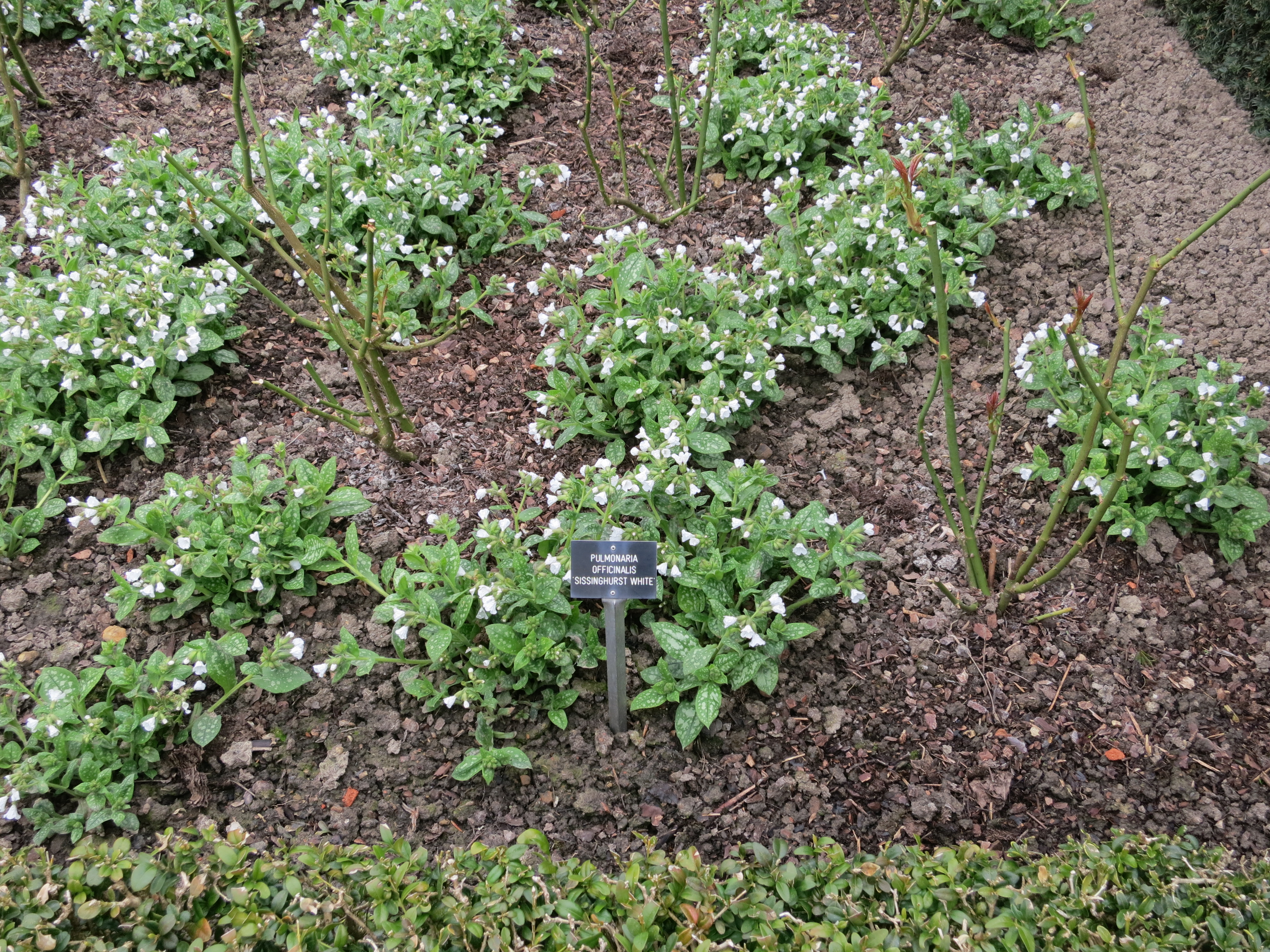 pulmonariaofficinalississinghurstwhiteIMG2112