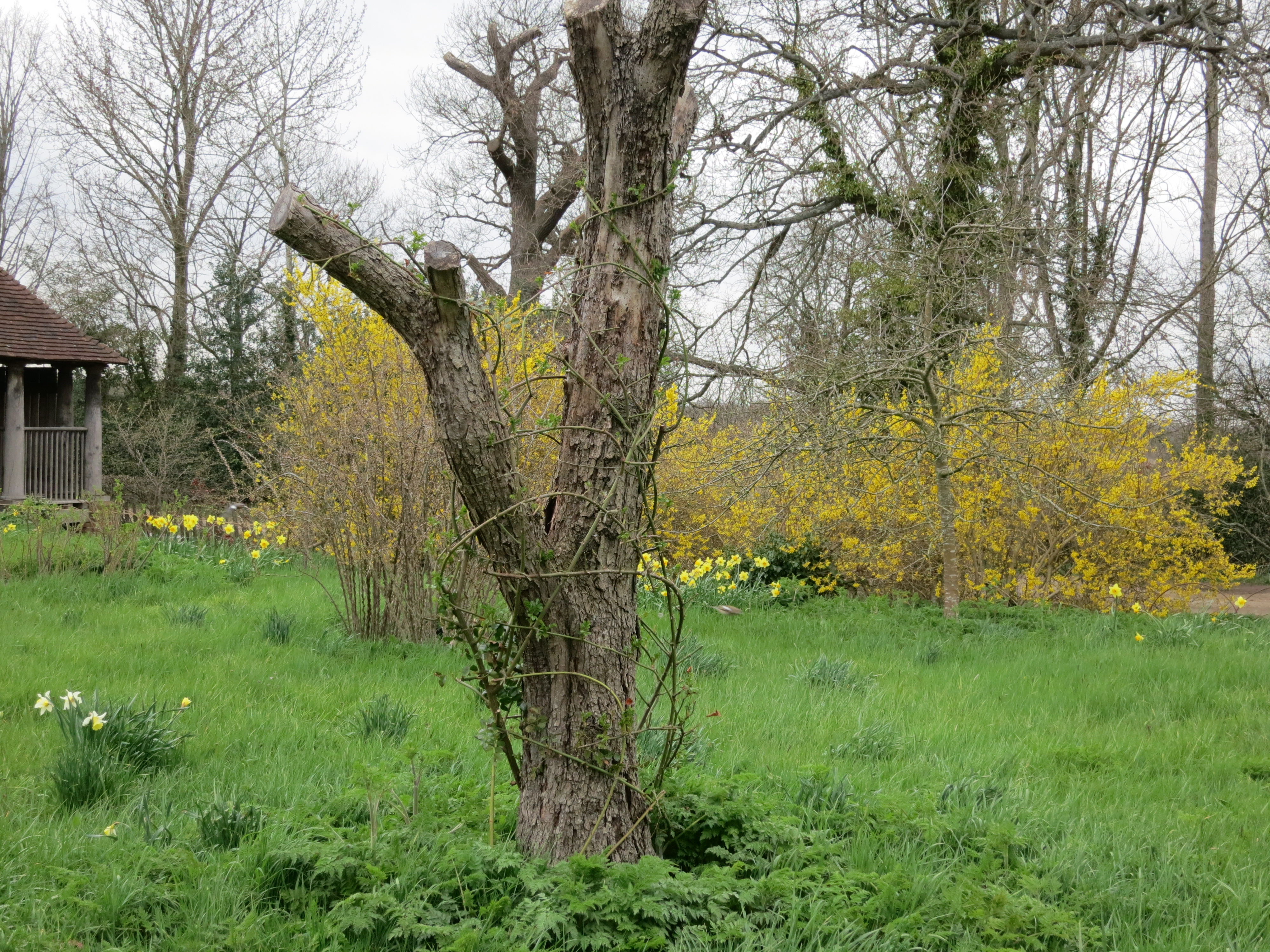 rosesupportedondeadtreeIMG2101
