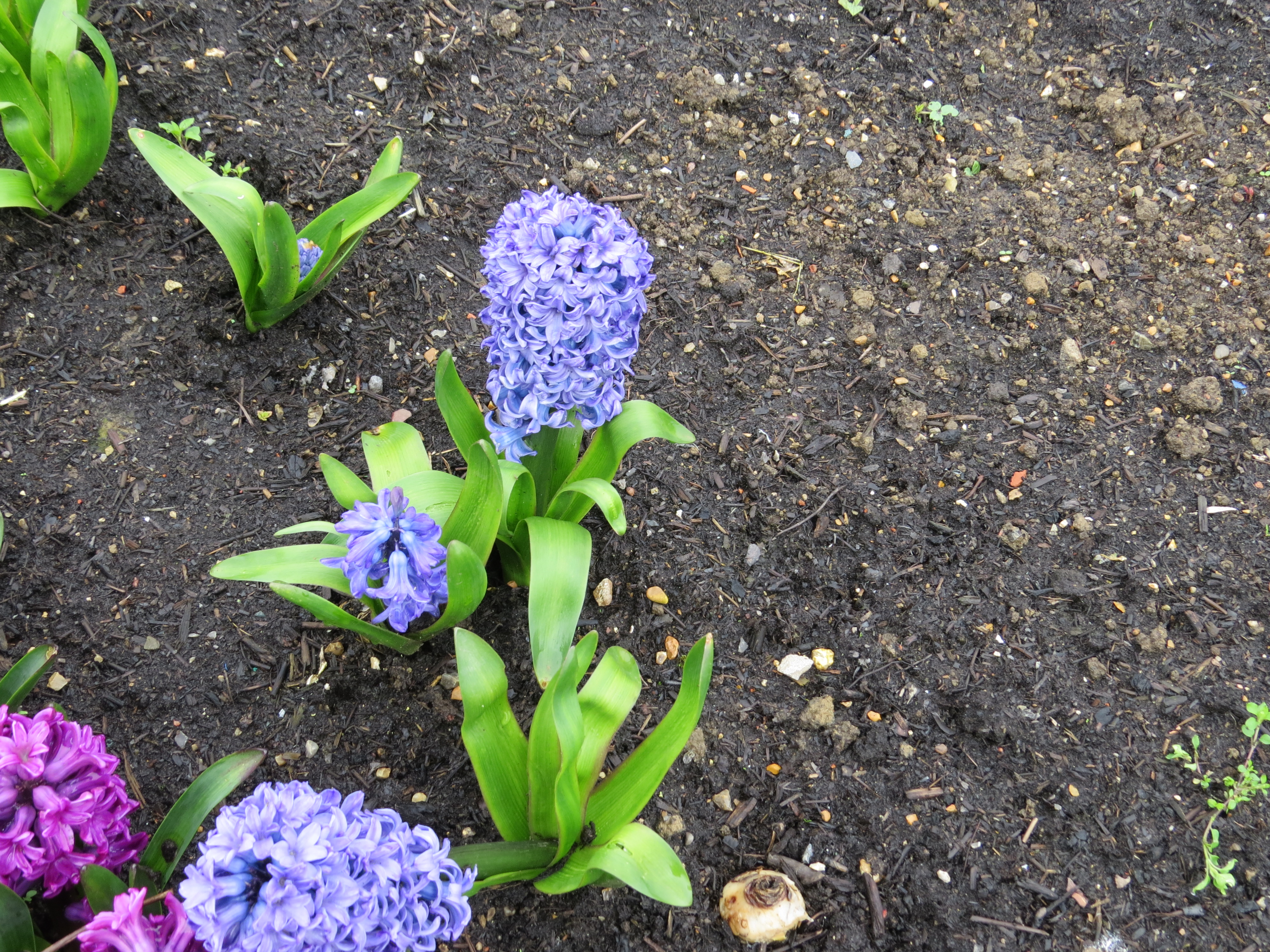 hyacinthdelftblueIMG5506