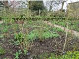 iIMG5528indexrosessupportsissinghurstgarnonswilliams