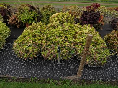 dColeus82IMG9811beddingtrialsolenostemongarnonswilliams