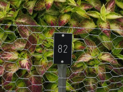 dColeus82IMG9812beddingtrialsolenostemongarnonswilliams