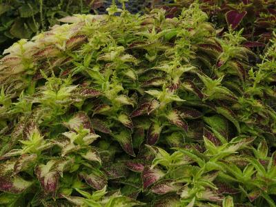dColeus82IMG9813beddingtrialsolenostemongarnonswilliams