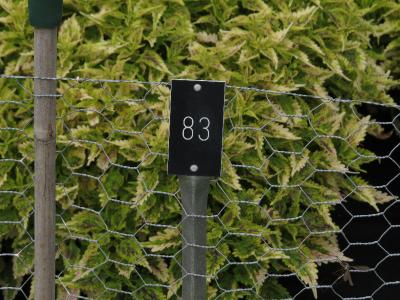 dColeus83IMG9814beddingtrialsolenostemongarnonswilliams