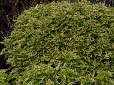 dColeus83IMG9815beddingtrialsolenostemongarnonswilliams