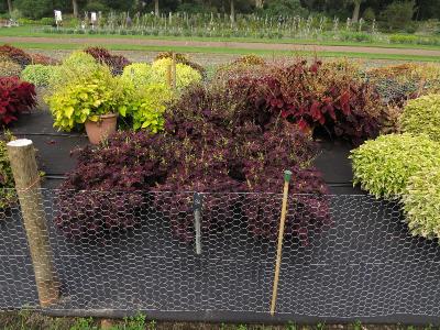 dColeus84IMG9817beddingtrialsolenostemongarnonswilliams