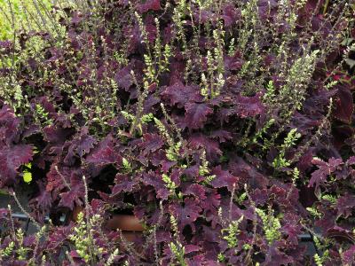 dColeus84IMG9819beddingtrialsolenostemongarnonswilliams