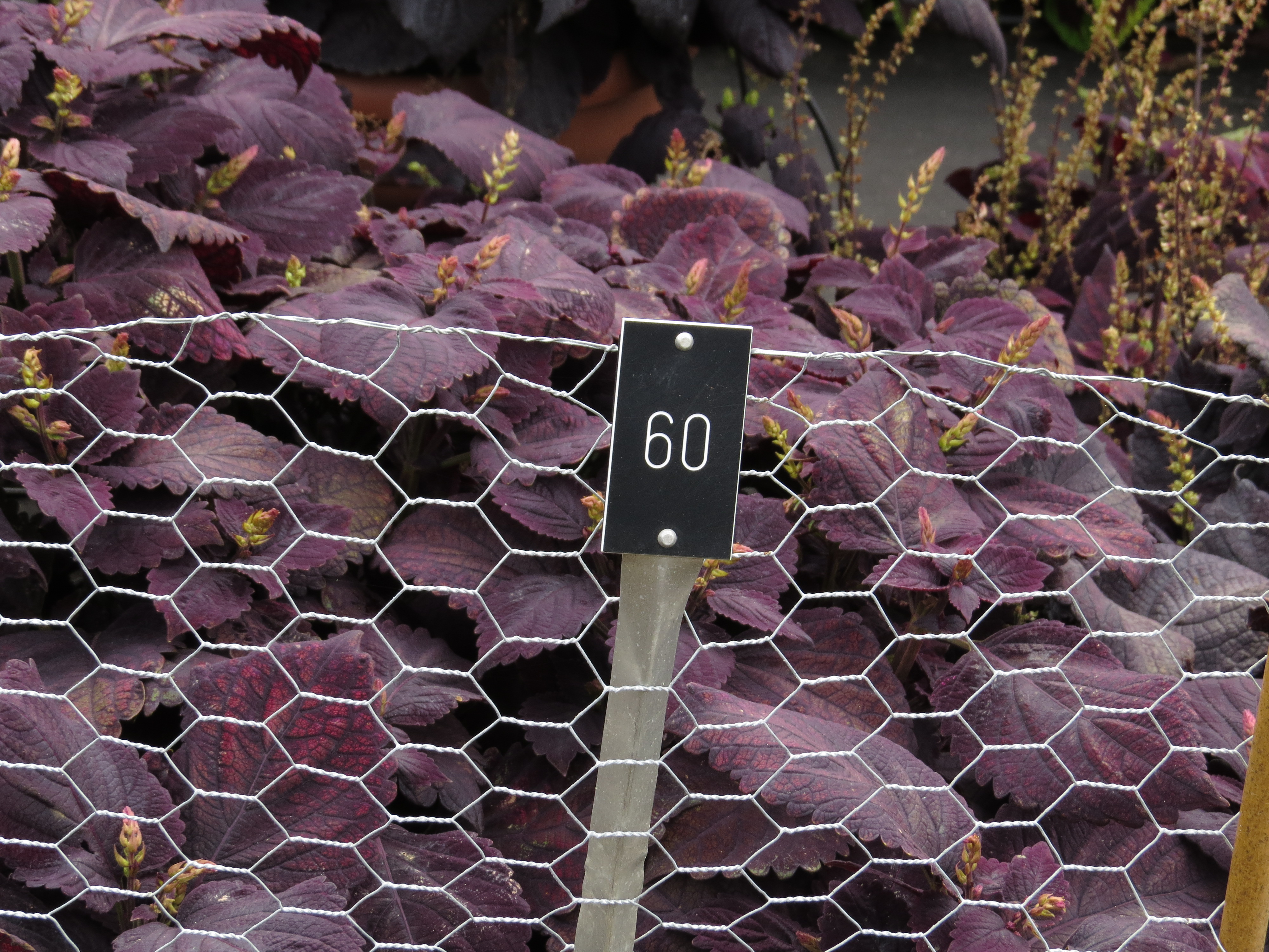solenostemoncoleus60IMG9742