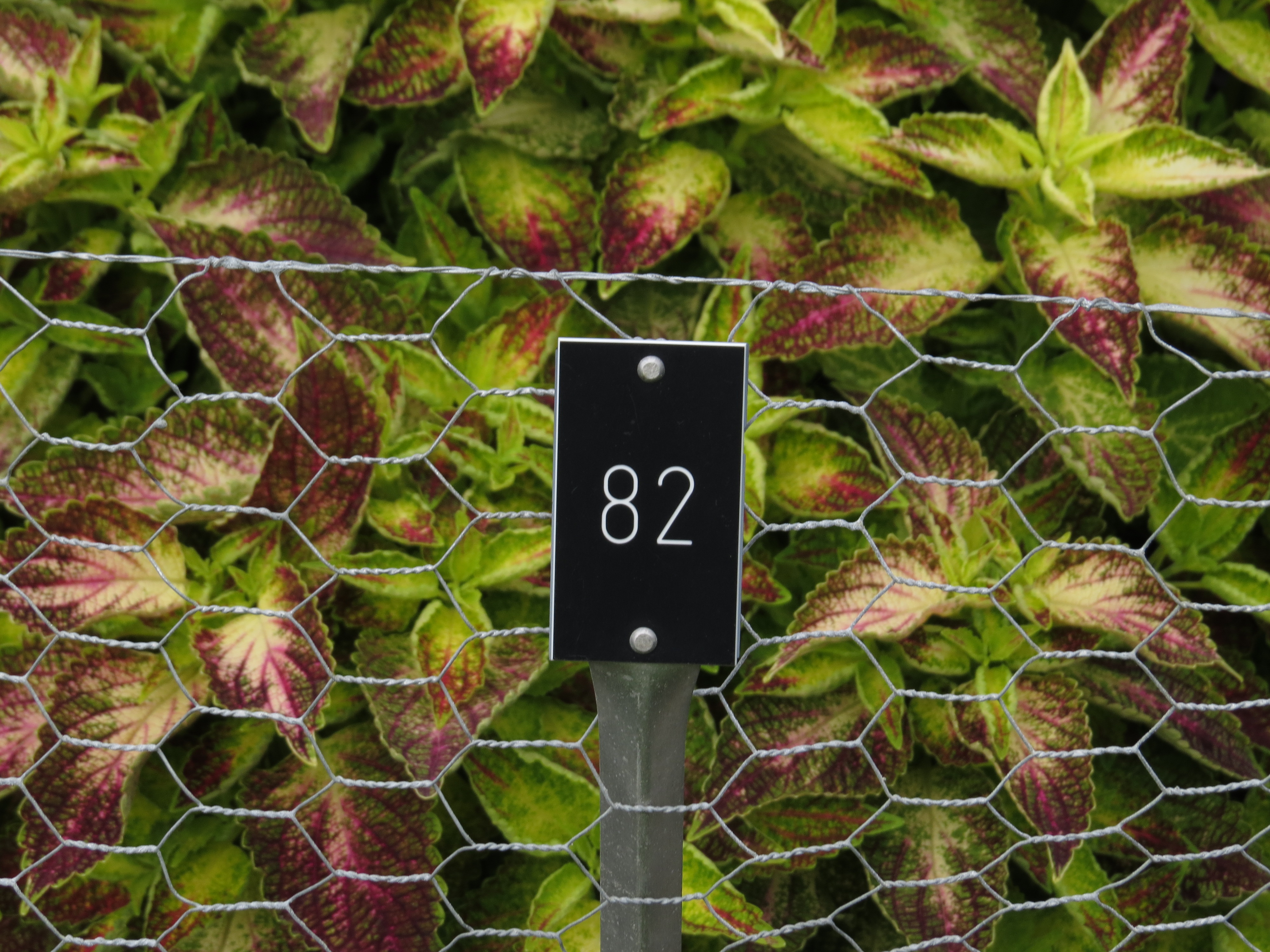 solenostemoncoleus82IMG9812