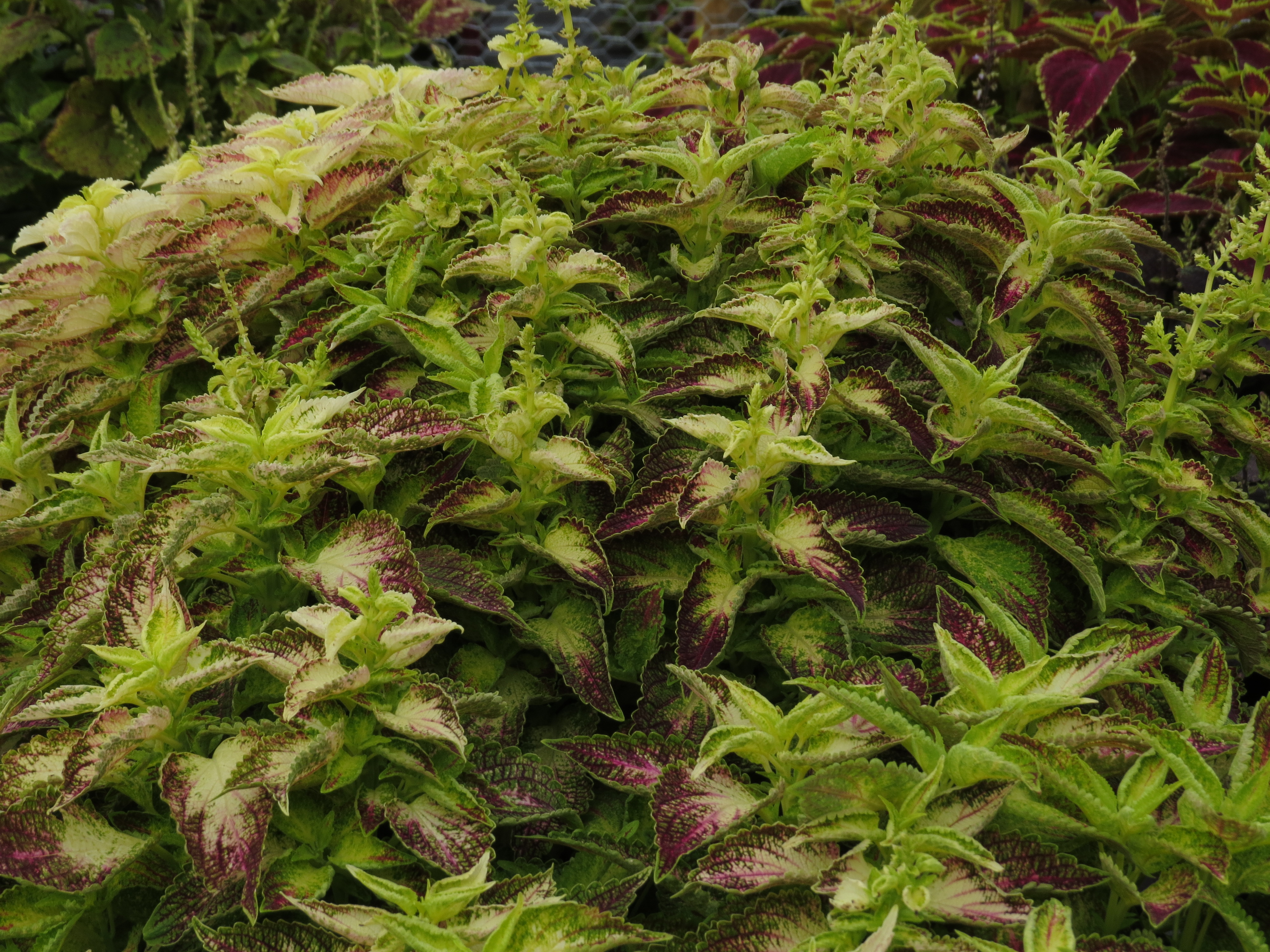 solenostemoncoleus82IMG9813