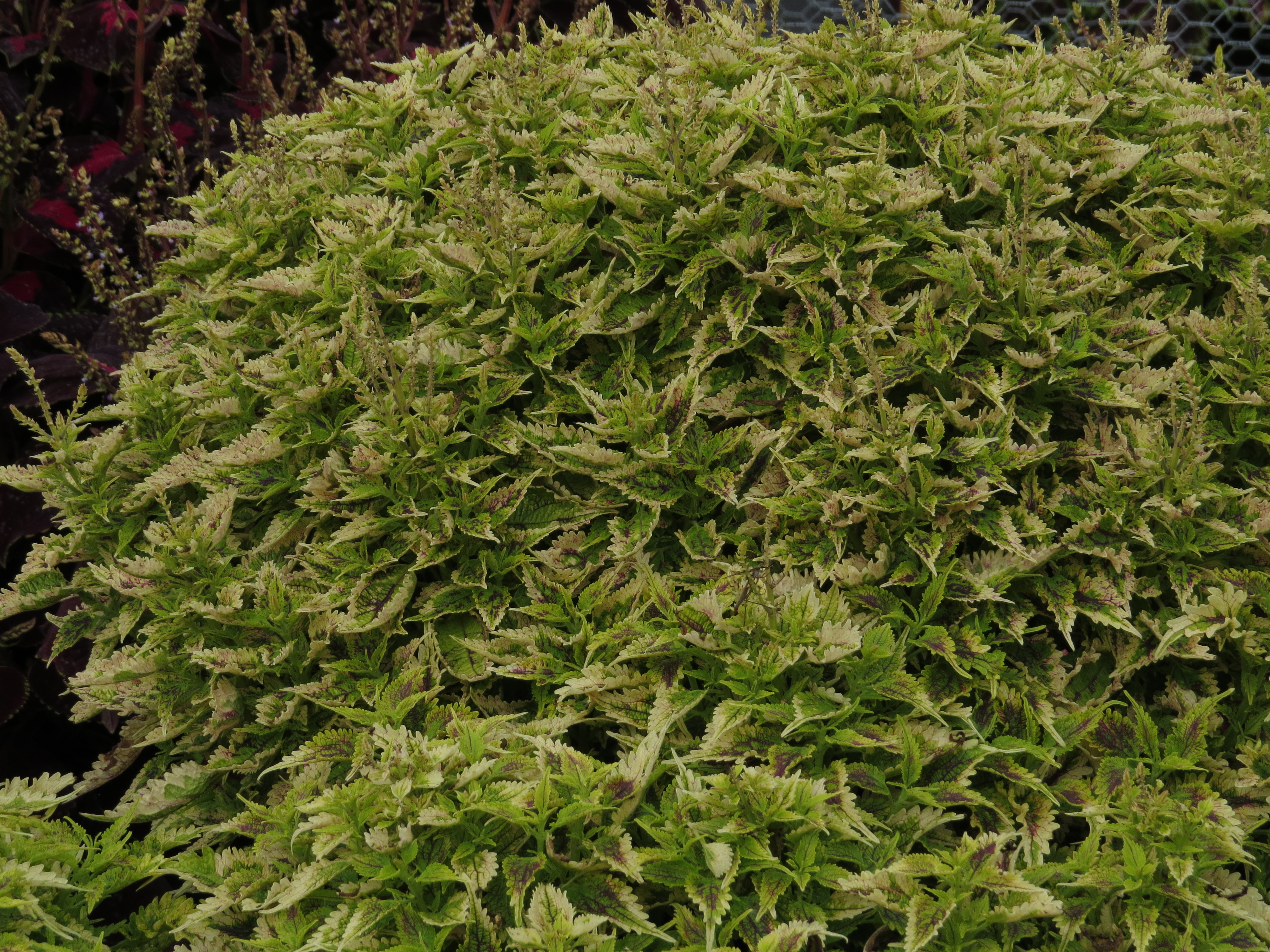 solenostemoncoleus83IMG9815