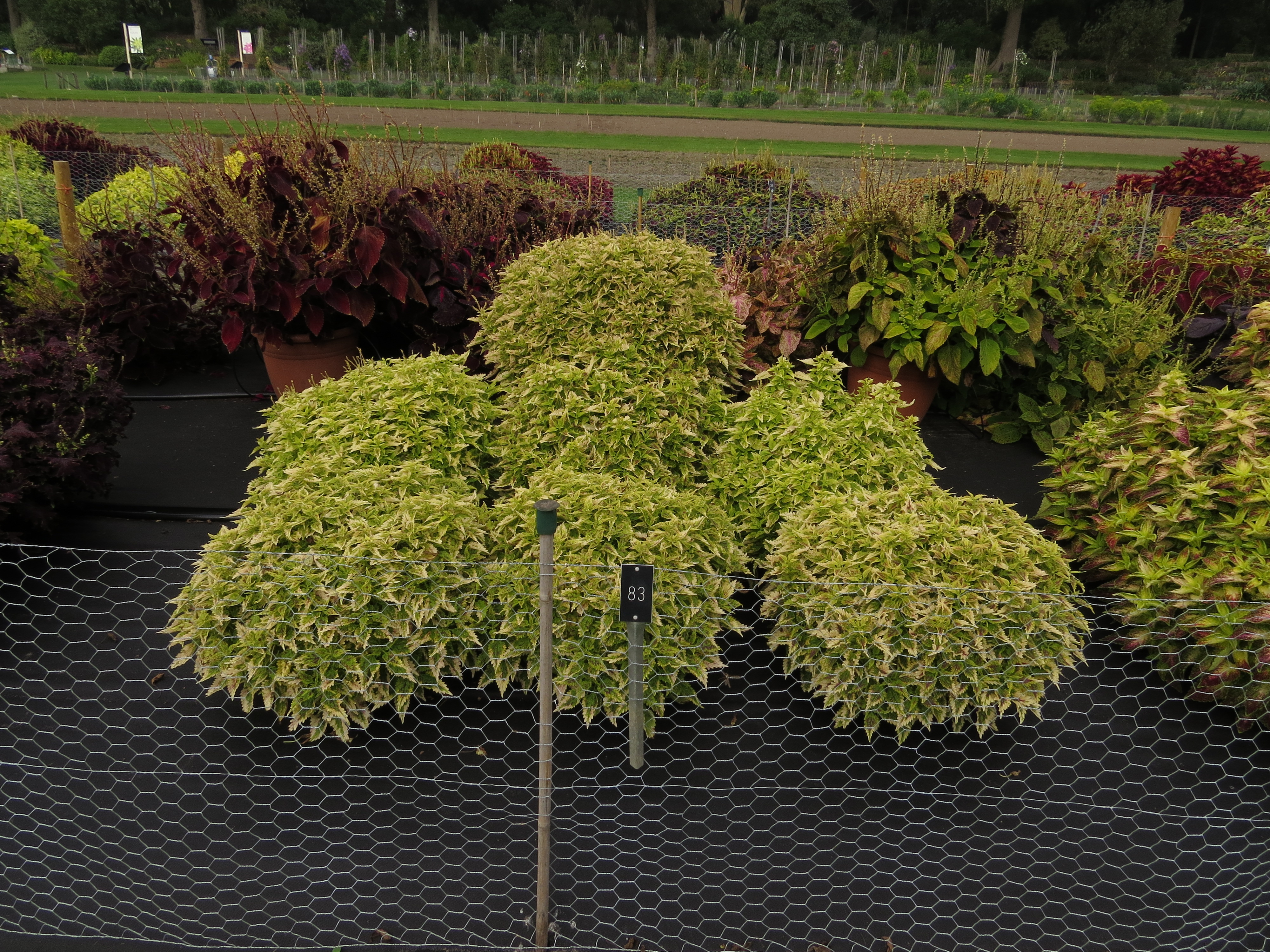 solenostemoncoleus83IMG9816