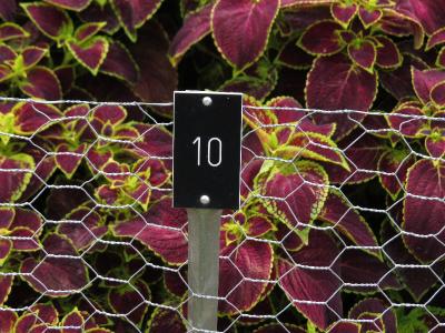 dColeus10IMG9587beddingtrialsolenostemongarnonswilliams