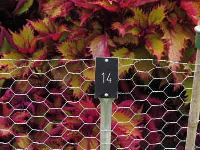 dColeus14IMG9599beddingtrialsolenostemongarnonswilliams