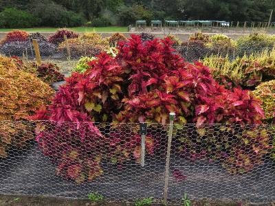 dColeus14IMG9601beddingtrialsolenostemongarnonswilliams