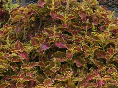 dColeus15IMG9604beddingtrialsolenostemongarnonswilliams