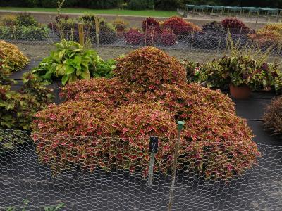 dColeus17IMG9610beddingtrialsolenostemongarnonswilliams