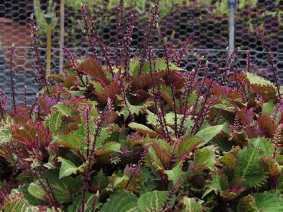 dColeus18IMG9613beddingtrialsolenostemongarnonswilliams
