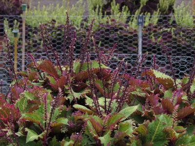 dColeus18IMG9614beddingtrialsolenostemongarnonswilliams