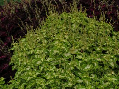 dColeus38IMG9680beddingtrialsolenostemongarnonswilliams