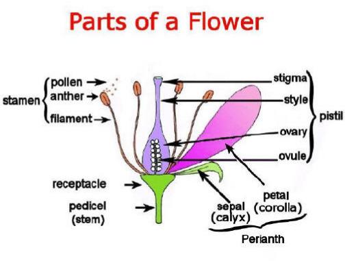 partsofaflower