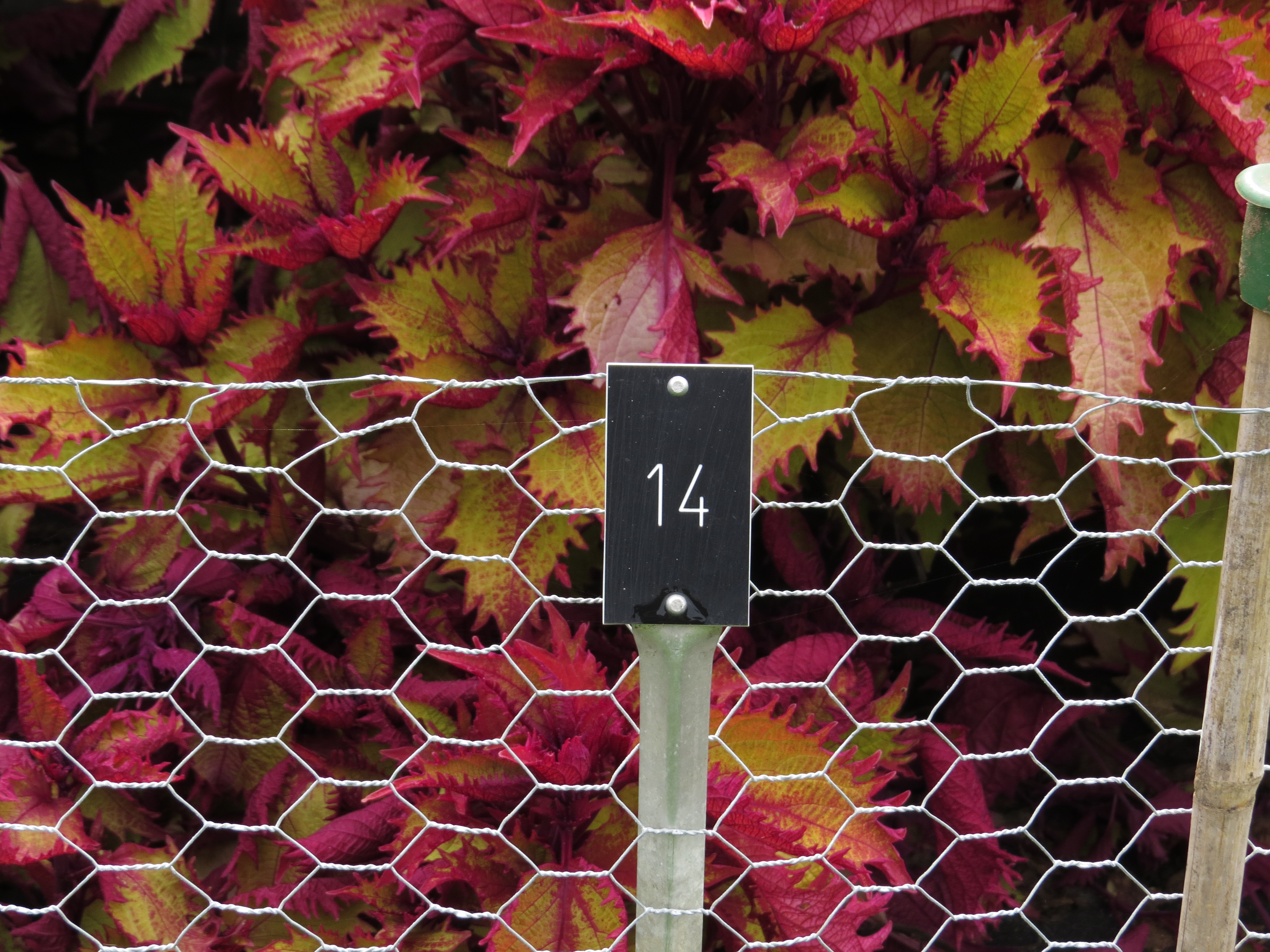 solenostemoncoleus14IMG9599