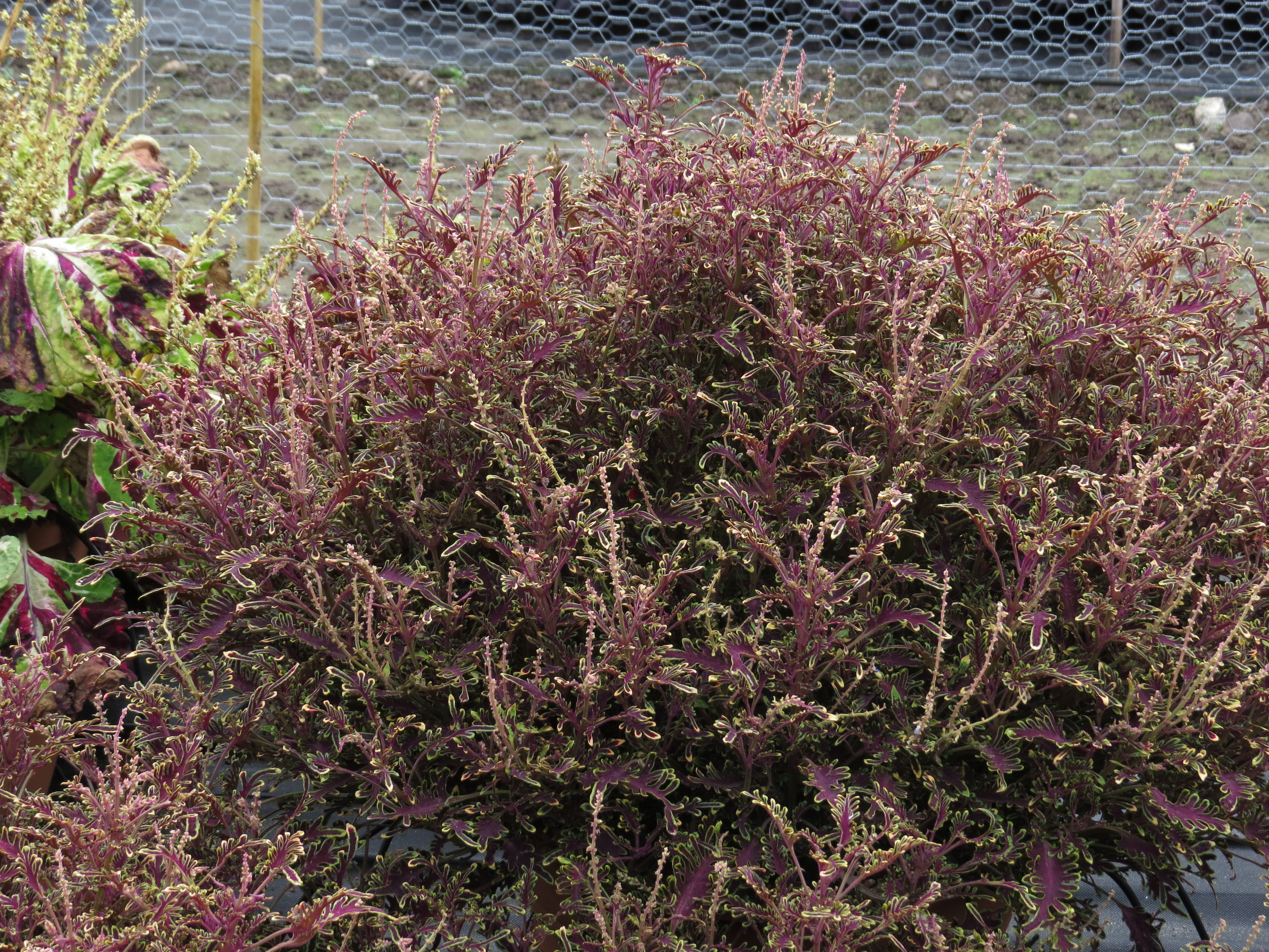 solenostemoncoleus16IMG9606