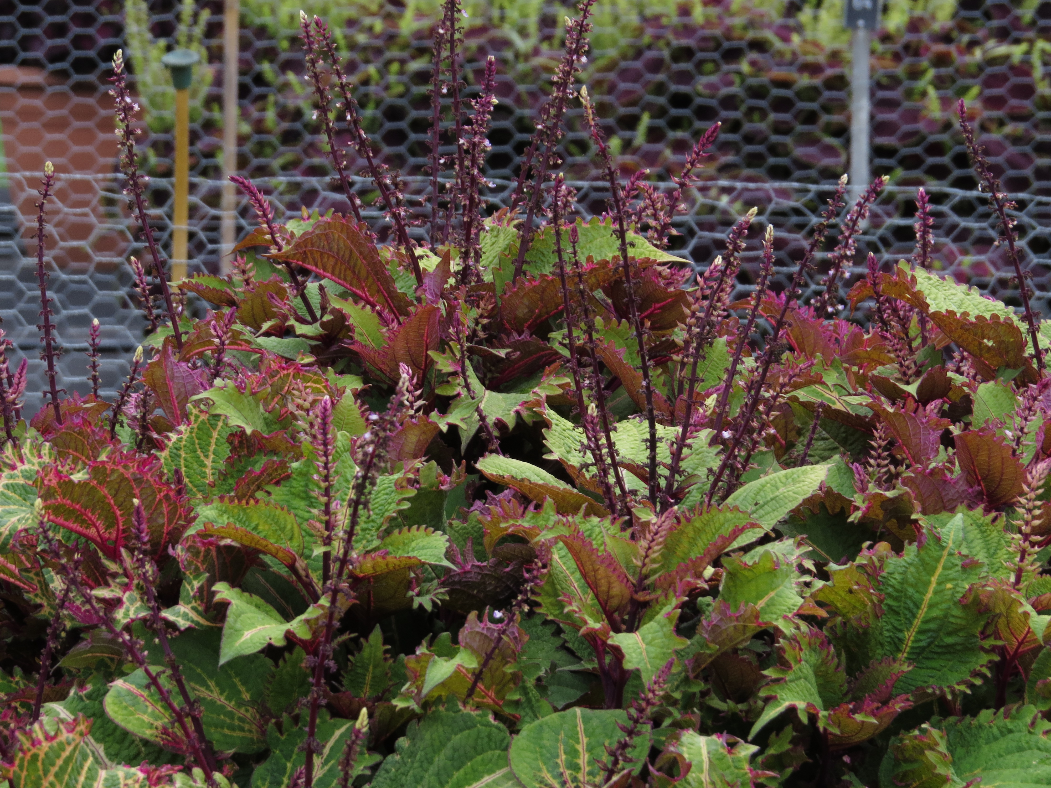 solenostemoncoleus18IMG9613