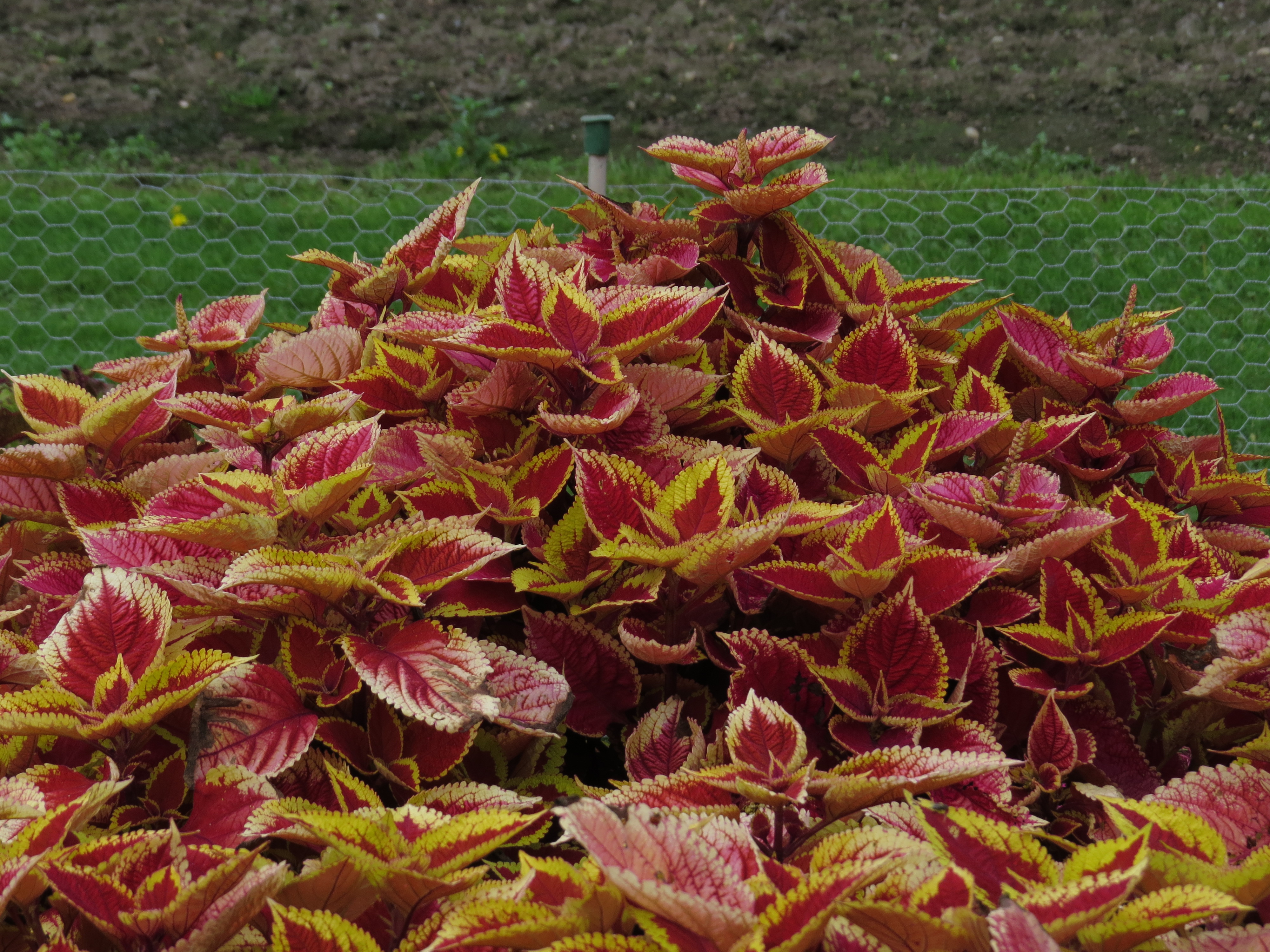 solenostemoncoleus29IMG9649