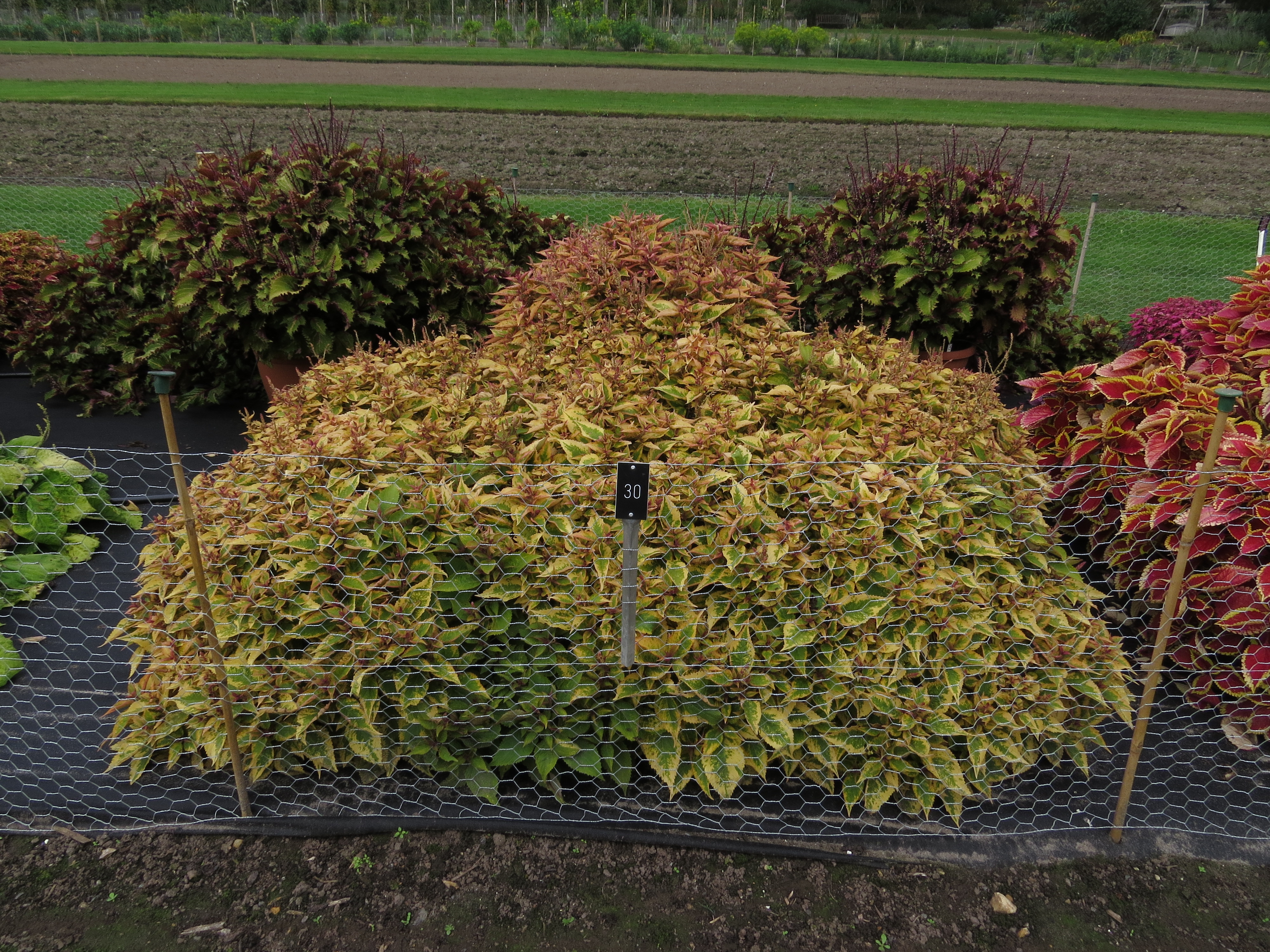solenostemoncoleus30IMG9651