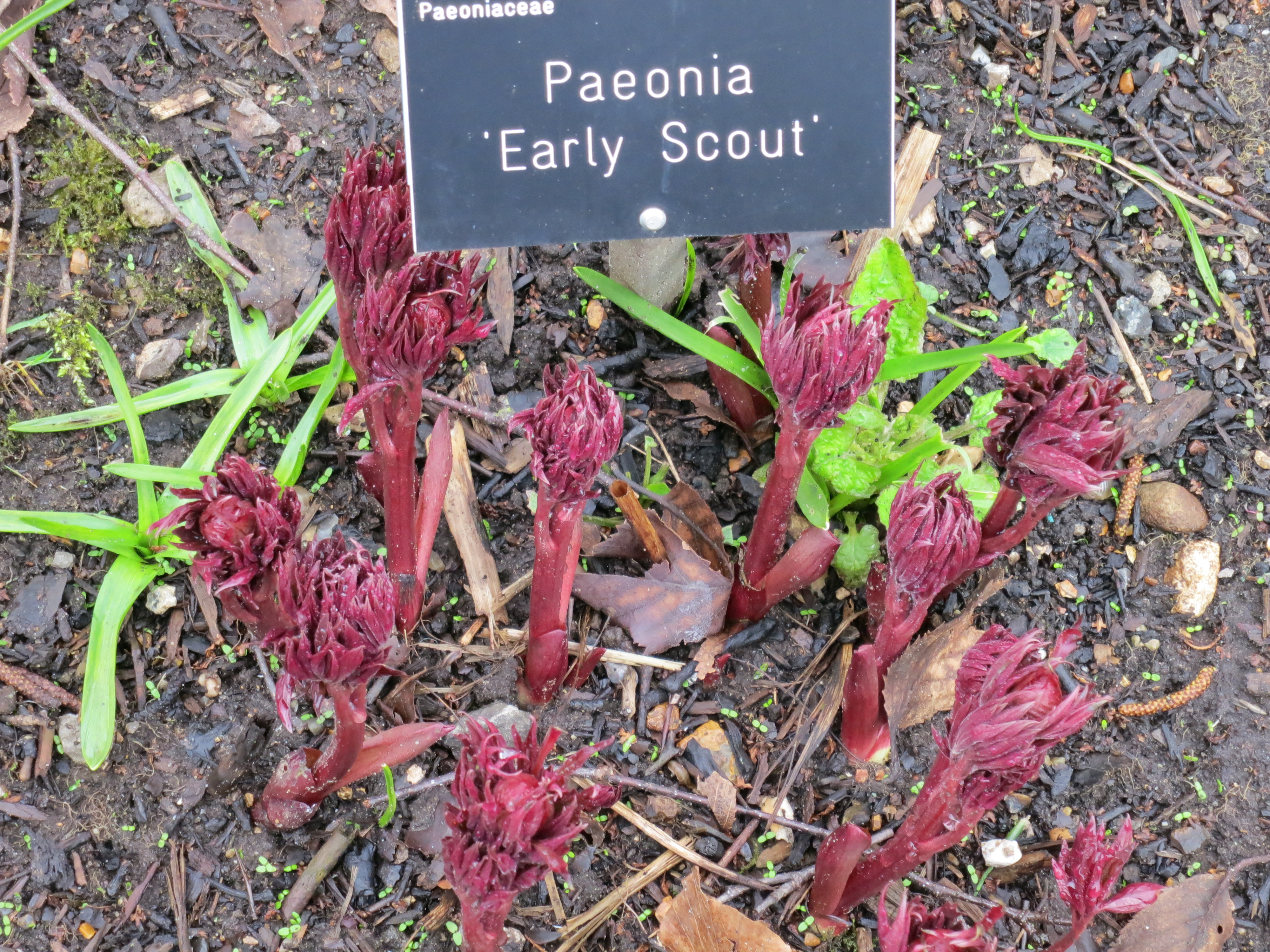 PaeoniaearlyscoutIMG1851