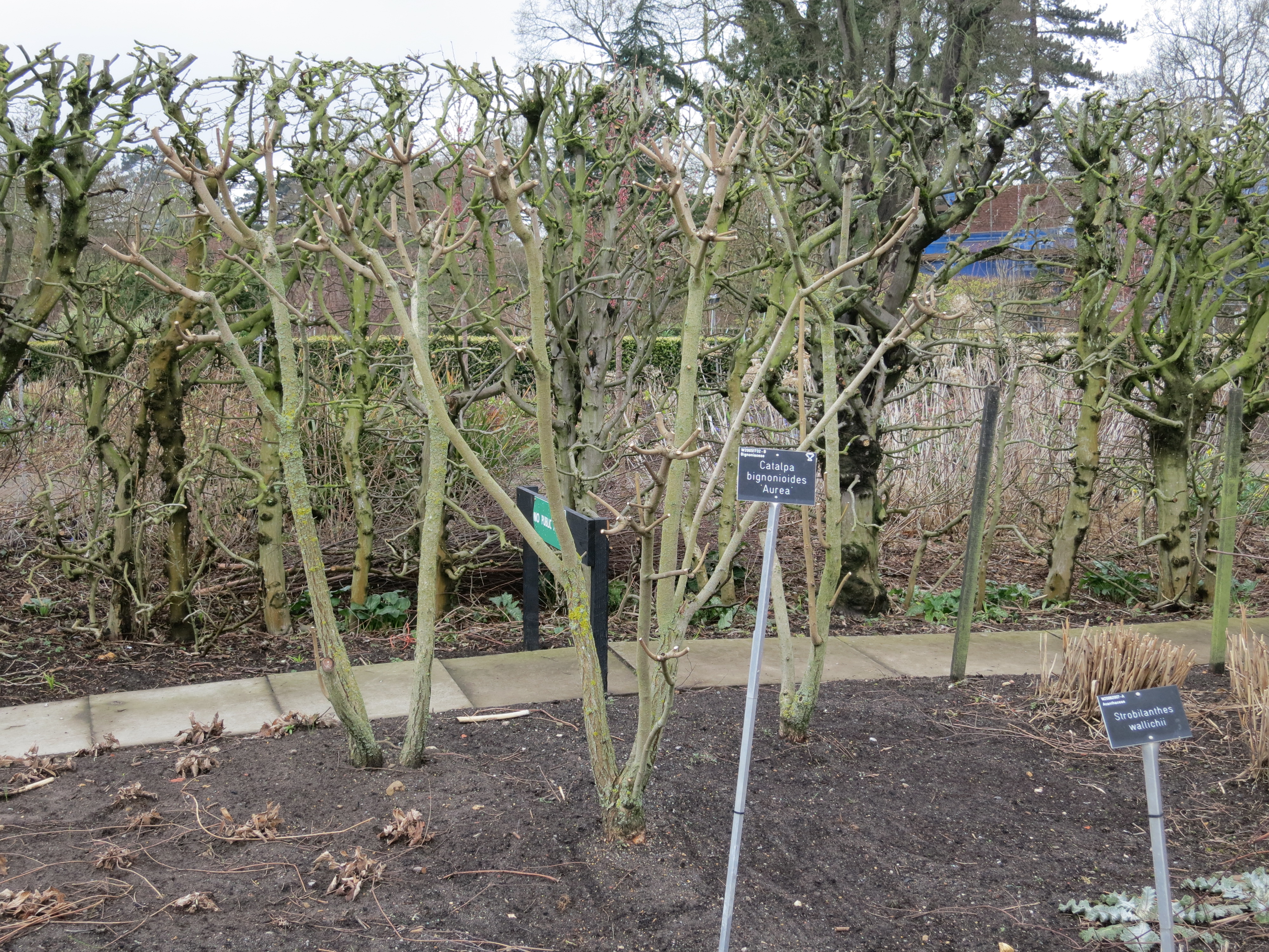 catalpabignioidesaureaIMG1964