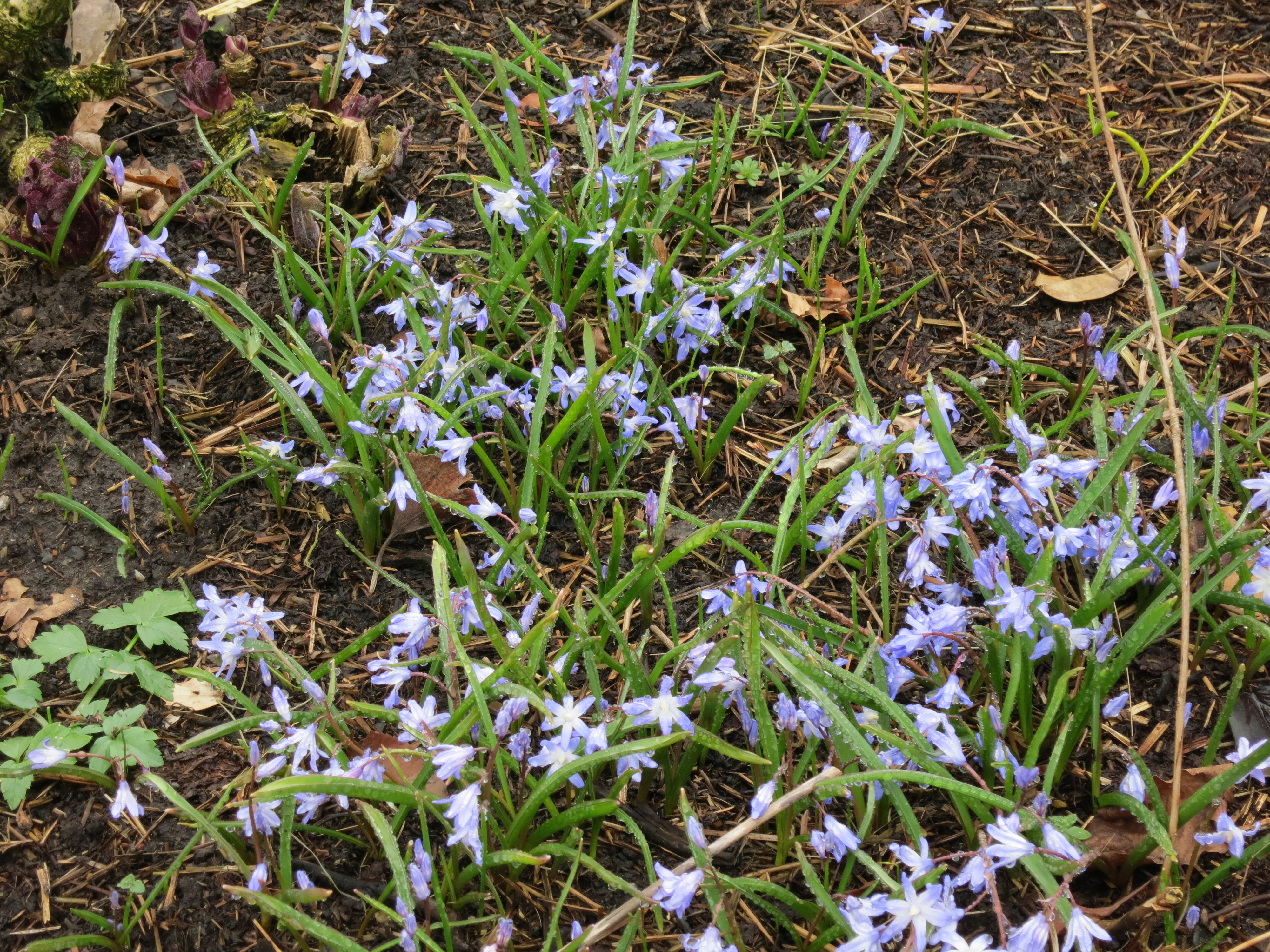 chionodoxasardensisIMG1979