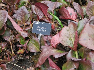 eIMG1857bergeniaabendglutplantsupportsgarnonswilliams