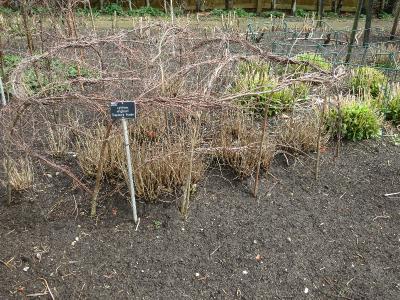 eIMG1894lythrumvirgatumdropmorepurpleplantsupportsgarnonswilliams