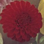 chrysanthemumleofloander