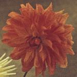 chrysanthemumreedleyfloander