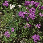 iberisforumbellata1