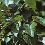 morusfol1nigrafoliagesep78a