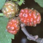 morusfrunigraredfruitaug78