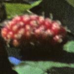 morusredfrunigrafoliagesep78