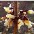 abeliophyllumcflodistichumwikimediacommons1
