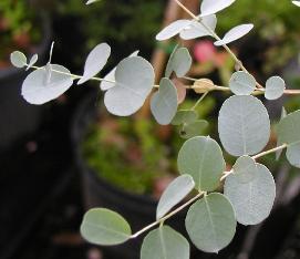 eucalyptuspfolp2gunniifoord