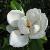 magnoliagrandifloracflogarnonswilliams1a1