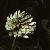 trifoliumcfloprepenspurpurascensquadriphyllumjuly1973foord
