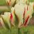 tulipacflos9flamingspringgreenwikimediacommons