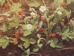 wildpforpstrawberryfragariavescacorke