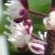 actaeacflos2simplexpinkspikegarnonswilliams1